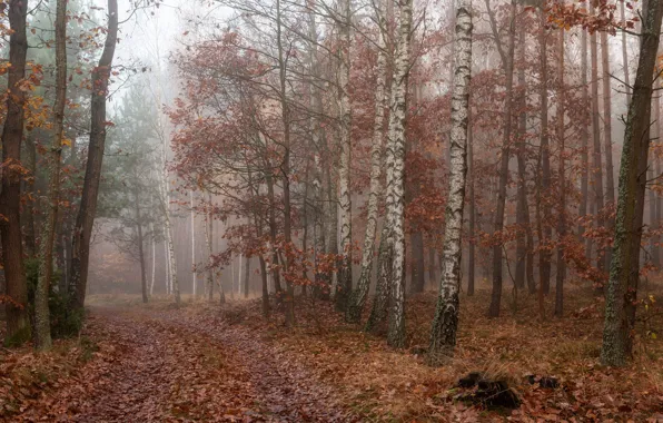 Picture birch, stumps, fog, road, trees, foliage, falling leaves, branches