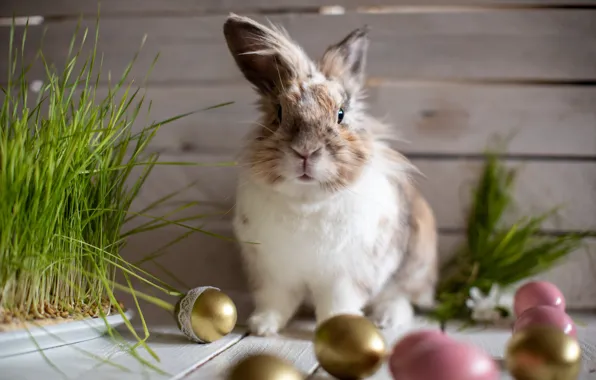 Picture grass, look, flowers, holiday, Board, eggs, spring, rabbit