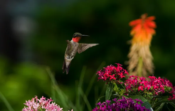 Flowers, nature, bird, Hummingbird, bird