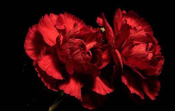 Flowers, background, Red Carnations