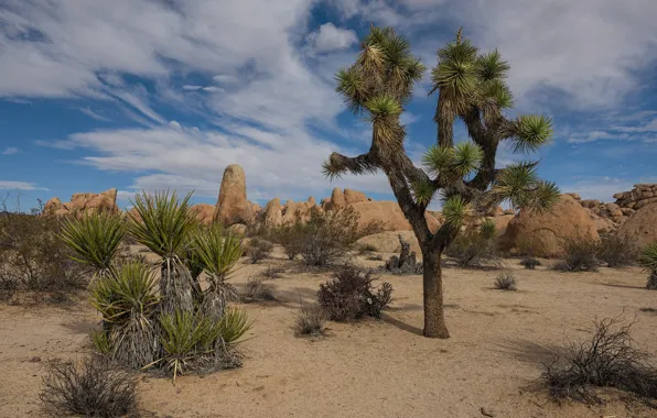 Picture sand, desert, CA, USA, California, Joshua Tree National Park, Riverside, Joshua tree