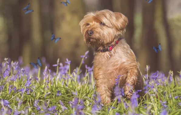 Butterfly, flowers, photoshop, dog