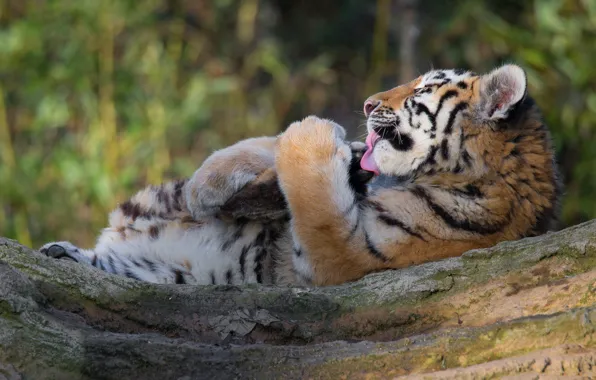 Pose, paws, lies, log, tiger