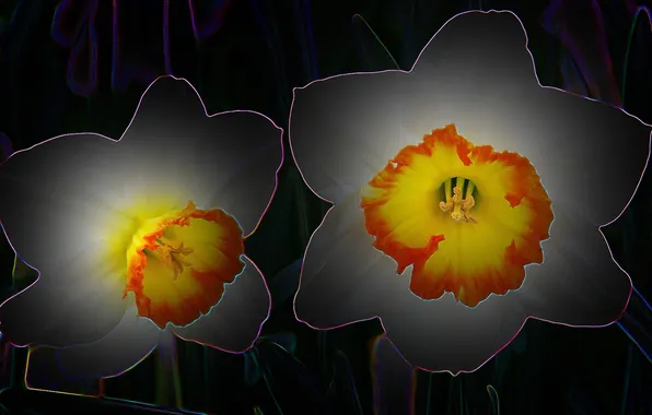 Flowers, photoshop, art, photoshop my