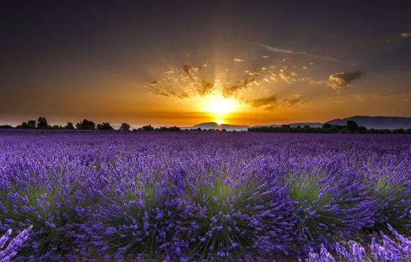 Field, flowers, sunrise, dawn, France, France, lavender, Valensole