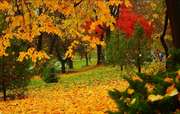 Autumn, Trees, Park, Fall, Foliage, Park, Autumn, Colors