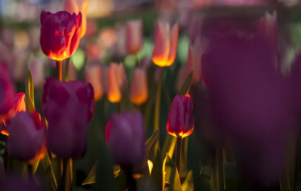 Field, light, flowers, focus, backlight, tulips