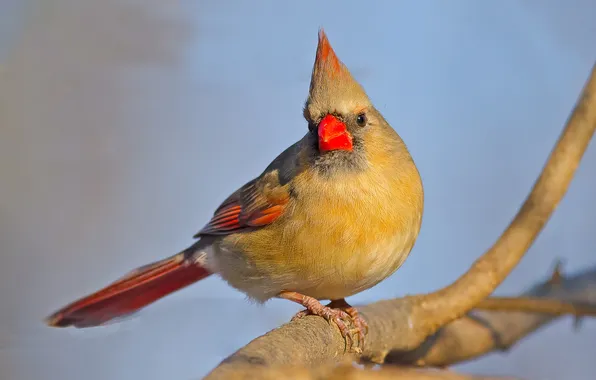 Picture bird, branch, beak, cardinal