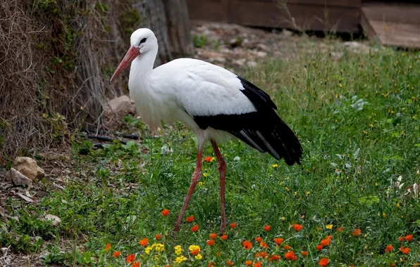 Grass, flowers, bird, stork