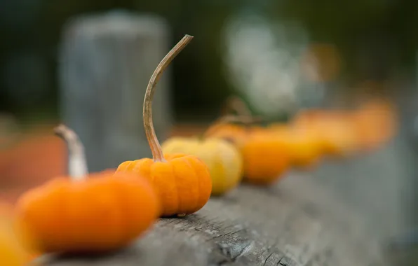 Picture autumn, macro, the fence, pumpkin