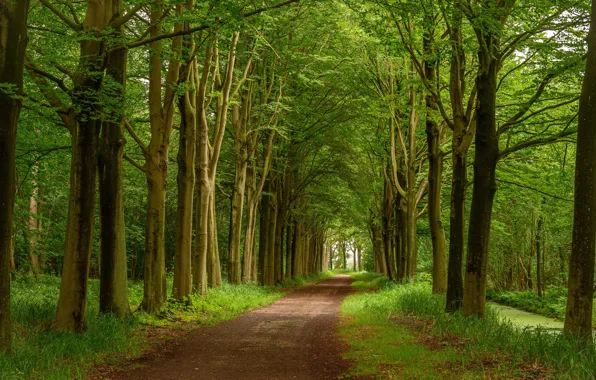 Road, summer, trees