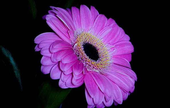 Picture macro, background, paint, petals, gerbera
