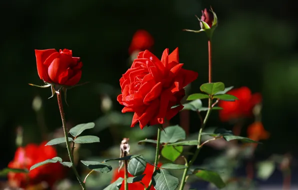 Summer, beauty, red roses