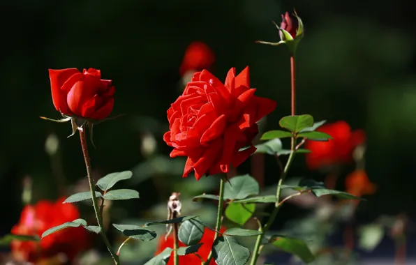 Picture summer, beauty, red roses