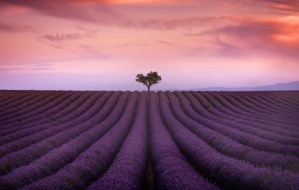 Field, summer, the sky, clouds, flowers, nature, tree, France