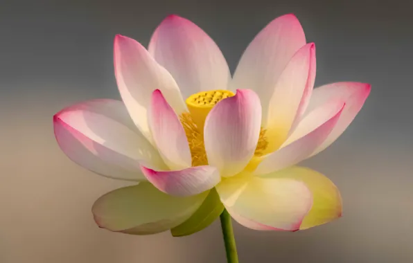 Macro, paint, petals, Lotus