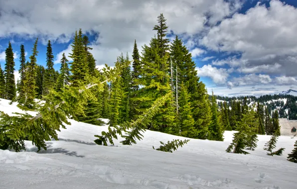 Winter, forest, the sky, clouds, snow, trees, spruce, slope