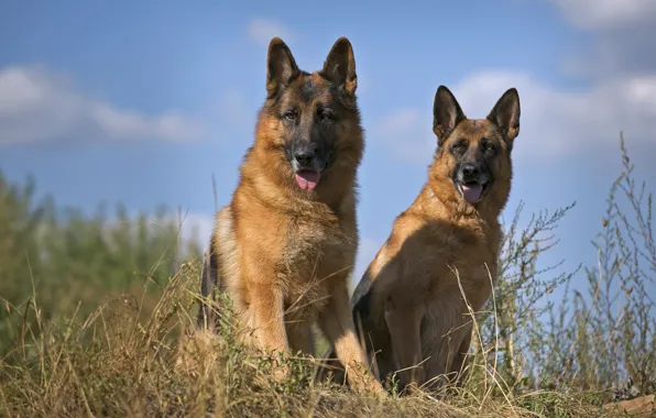 Duo, breed, shepherd, smart