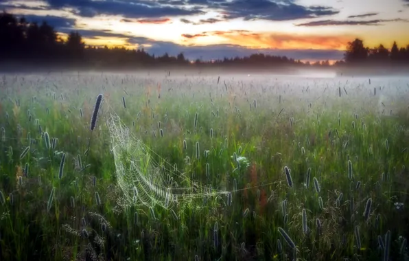 Picture field, fog, web
