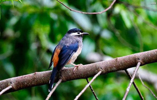 Picture branches, nature, bird, Wallpaper