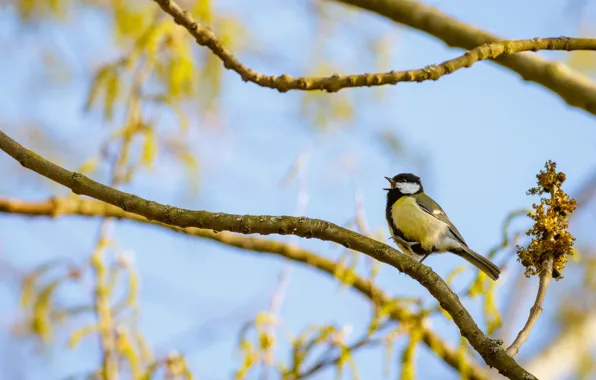 The sky, branches, bird, spring, tit