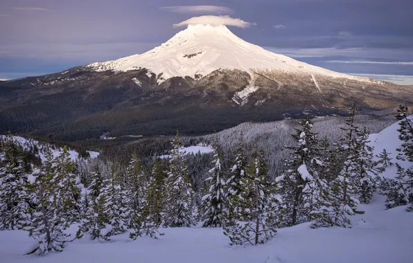 Winter, forest, clouds, snow, trees, mountains, the volcano, Oregon