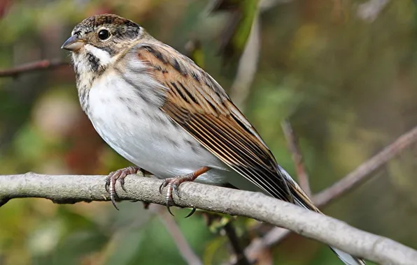 Picture Reed Bunting, tail, beak, bird, branches