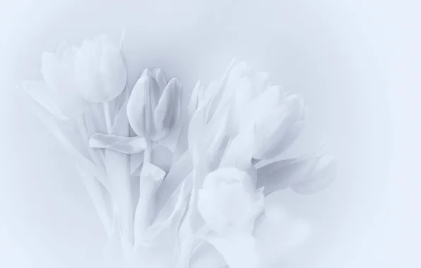 Background, bouquet, tulips