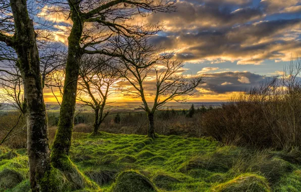 Picture the sky, grass, clouds, trees, sunset, branches, dawn, field