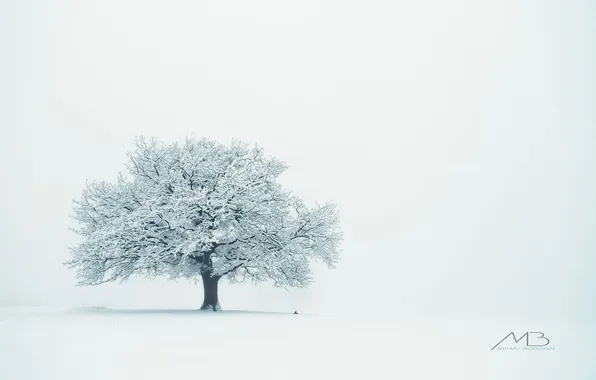 Winter, lonely tree, Winter, Mihai Romeo Bogdan