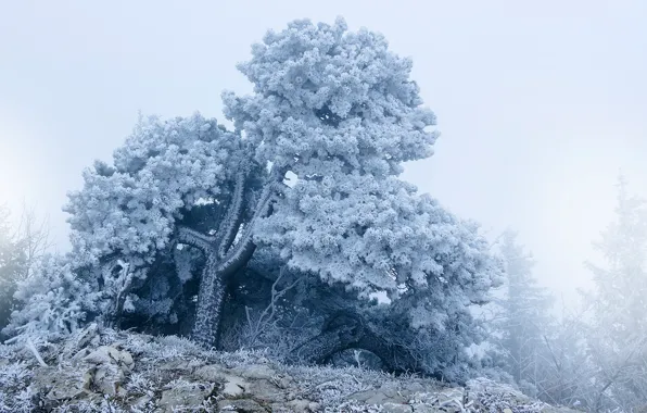Picture winter, frost, the sky, snow, trees, nature, fog, stones