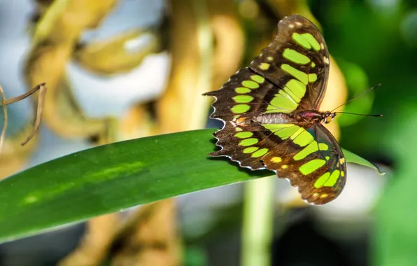 Butterfly, wings, beautiful, green leaf