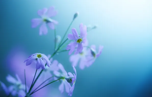 Picture flowers, background, gentle, violet