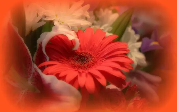 Picture macro, bouquet, petals, gerbera