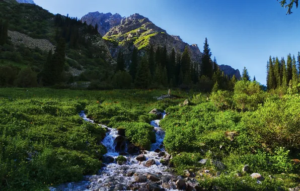 Grass, landscape, mountains, nature, stream, photo, Kyrgyzstan, Tian Shan