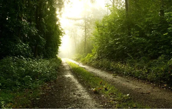 Picture road, light, Forest, rays of light