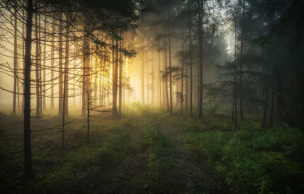 Forest, trees, fog, dawn, morning, Germany, Bayern, Germany