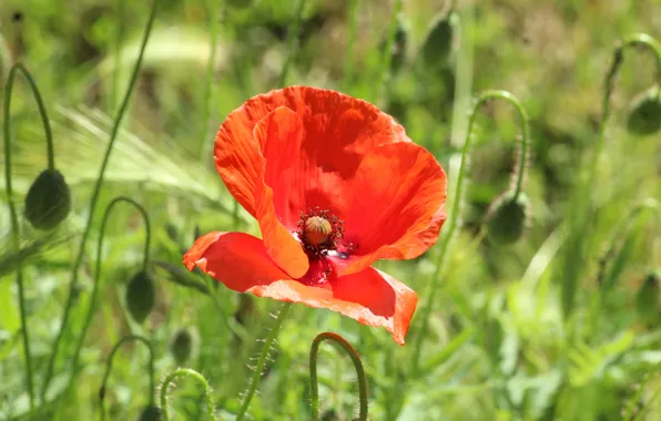 Flower, poppy, blooming
