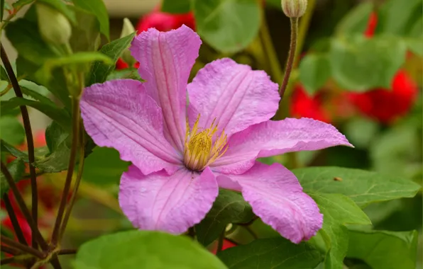Picture Flowers, Spring, Flowers, Spring, Clematis