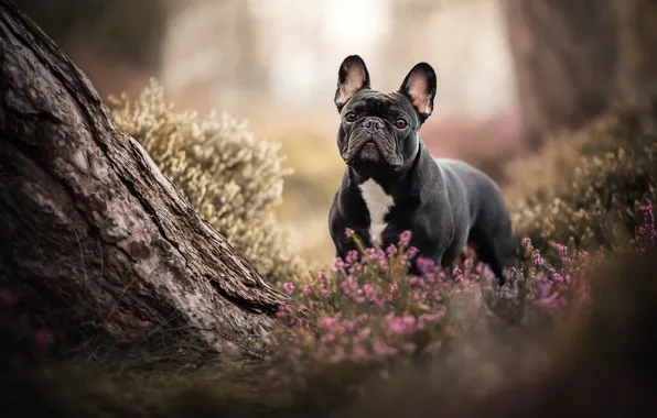 Picture tree, dog, French bulldog, Heather