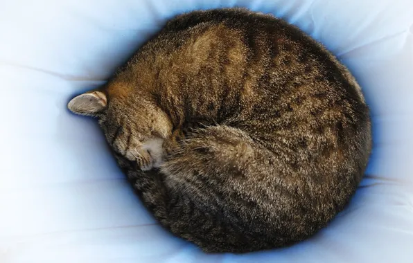 Cat, sleeping, photographer, Giovanni Zacche, pulsata, a ball