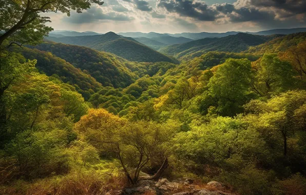 Forest, clouds, trees, landscape, mountains, nature, stones, hills