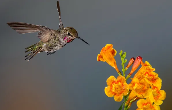 Picture flowers, bird, wings, beak, Hummingbird, inflorescence, Calypte Anna