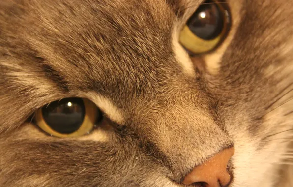 Picture cat, eyes, animal