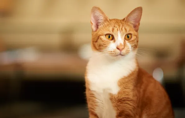 Cat, cat, red