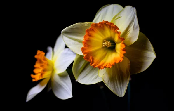 Picture macro, petals, white, black background, daffodils