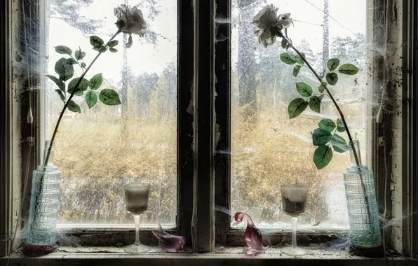Flowers, roses, window