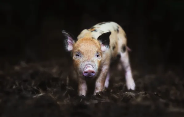 Picture nature, background, pig