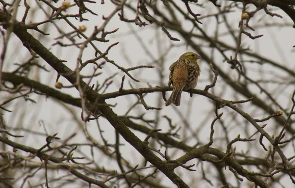 Birds, branches, yellow, nature, tree, bird, Wallpaper, spring