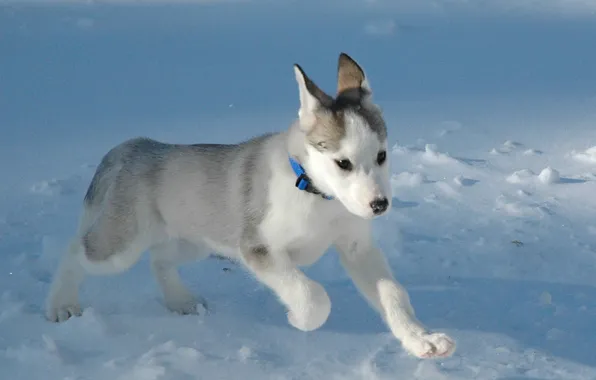 White, Snow, puppy